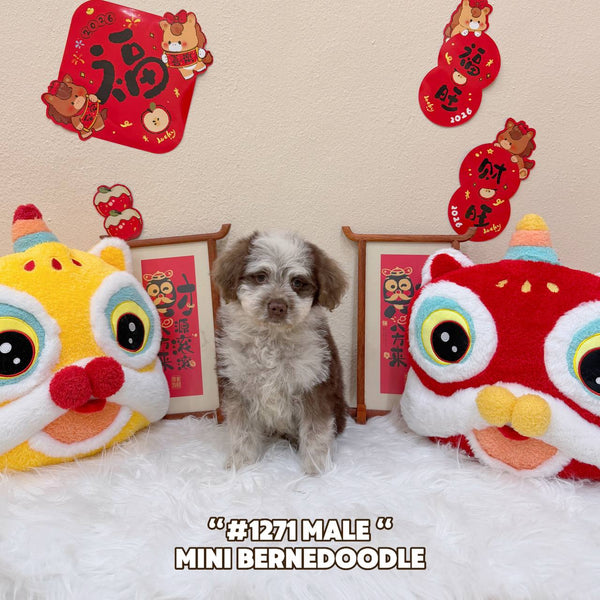 Bernedoodle - 1271 (Male)
