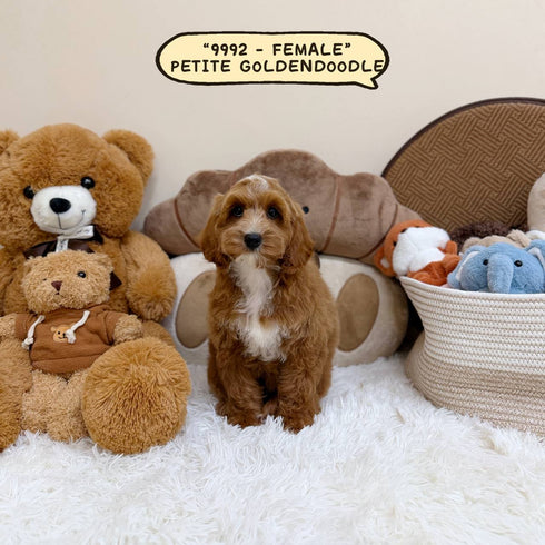 Petite Goldendoodle - 9992 (Female)
