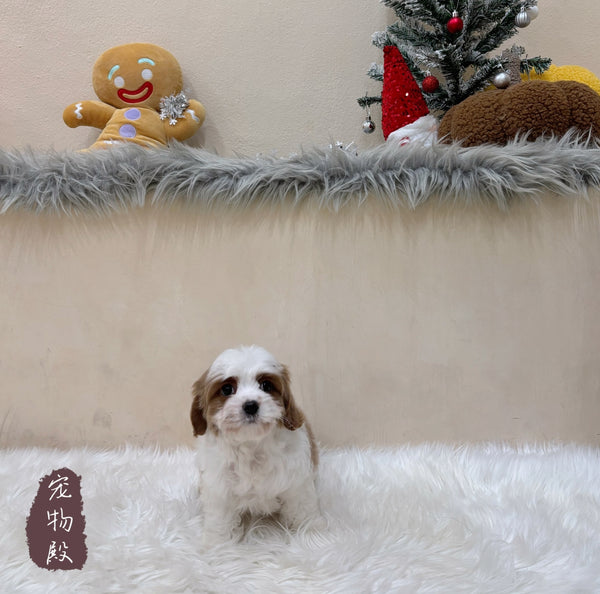 Cavapoo - 6234 (M)