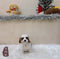 Cavapoo - 6234 (M)
