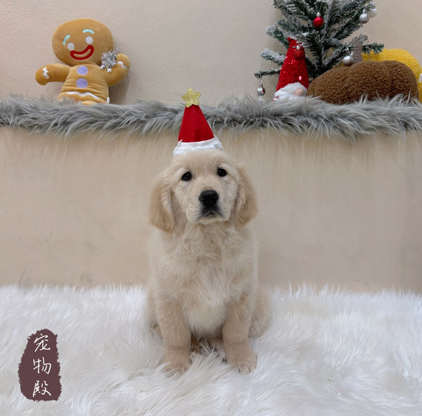 Golden Retriever - 6320 (F)