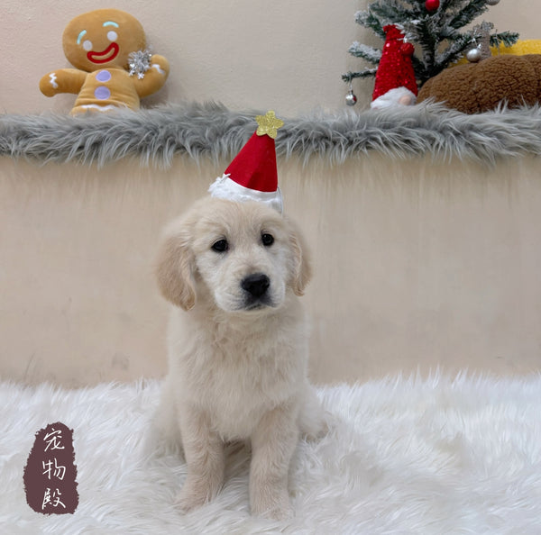 Golden Retriever - 6310 (F)