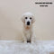 Golden Retriever - 5197 (M)