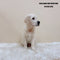 Golden Retriever - 1139 (M)