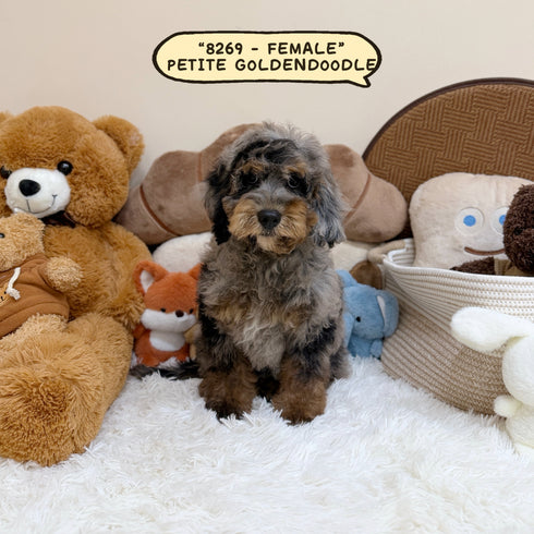 Petite Goldendoodle - 8269 (Female)