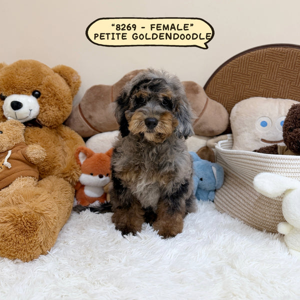 Petite Goldendoodle - 8269 (Female)