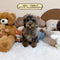 Petite Goldendoodle - 8269 (Female)