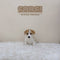 Corgi (Pembroke Welsh) - 3760 (F)