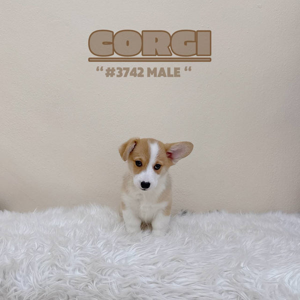 Corgi (Pembroke Welsh) - 3742 (M)
