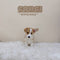 Corgi (Pembroke Welsh) - 3742 (M)