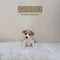 Corgi (Pembroke Welsh) - 3746 (F)
