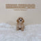 Maltipoo - 8932 (F)