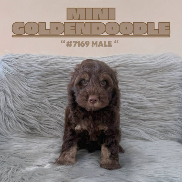 Mini Goldendoodle - 7169 (M)