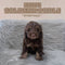 Mini Goldendoodle - 7169 (M)