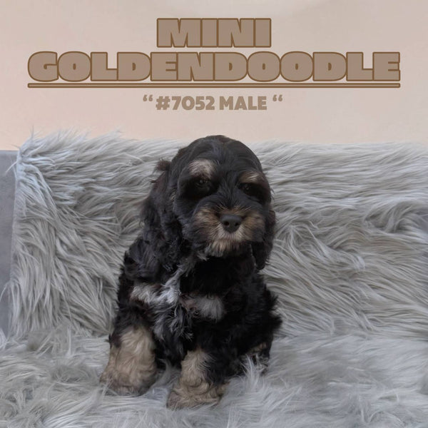 Mini Goldendoodle - 7052 (M)
