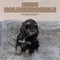 Mini Goldendoodle - 7052 (M)