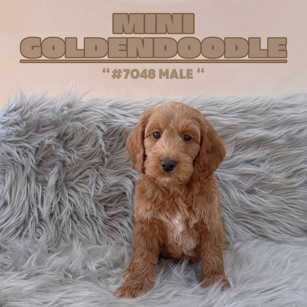 Mini Goldendoodle - 7048 (M)