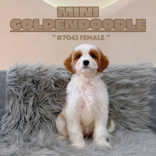 Mini Goldendoodle - 7043 (F)