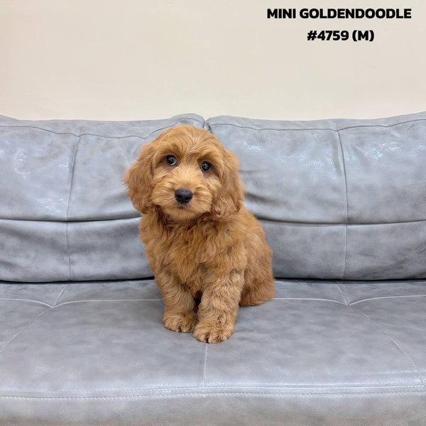 Mini Goldendoodle - 4759 (M)