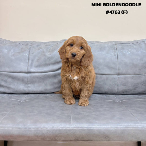Mini Goldendoodle - 4763 (F)