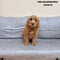 Mini Goldendoodle - 4735 (F)