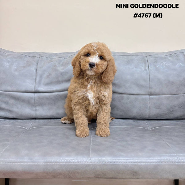 Mini Goldendoodle - 4767 (M)