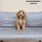 Mini Goldendoodle - 4767 (M)