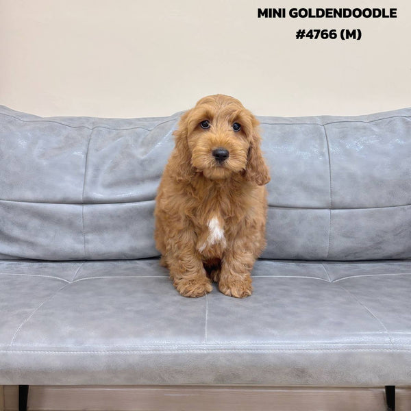 Mini Goldendoodle - 4766 (M)