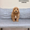 Mini Goldendoodle - 4766 (M)
