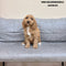 Mini Goldendoodle - 4739 (F)