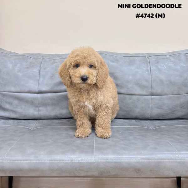 Mini Goldendoodle - 4742 (M)