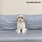 Maltipoo - 1050 (M)