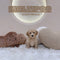 Maltipoo - 2359 (F)