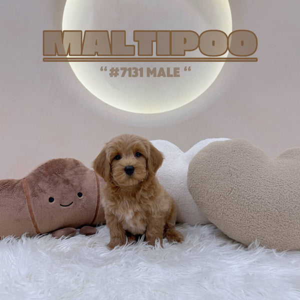 Maltipoo - 7131 (M)