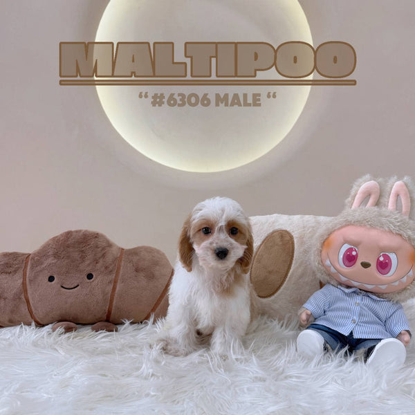 Maltipoo - 6306 (M)