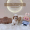 Maltipoo - 6306 (M)