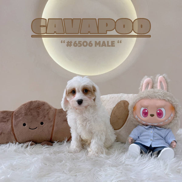 Cavapoo - 6506 (M)
