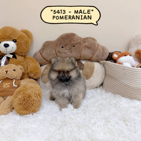 Pomeranian – Male | Microchip 5413