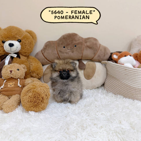 Pomeranian – Female | Microchip 5640