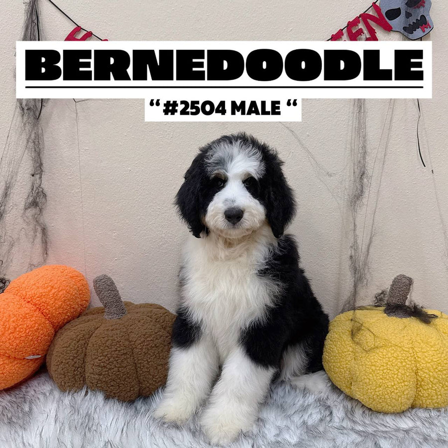 Bernedoodle - 2504 (M)