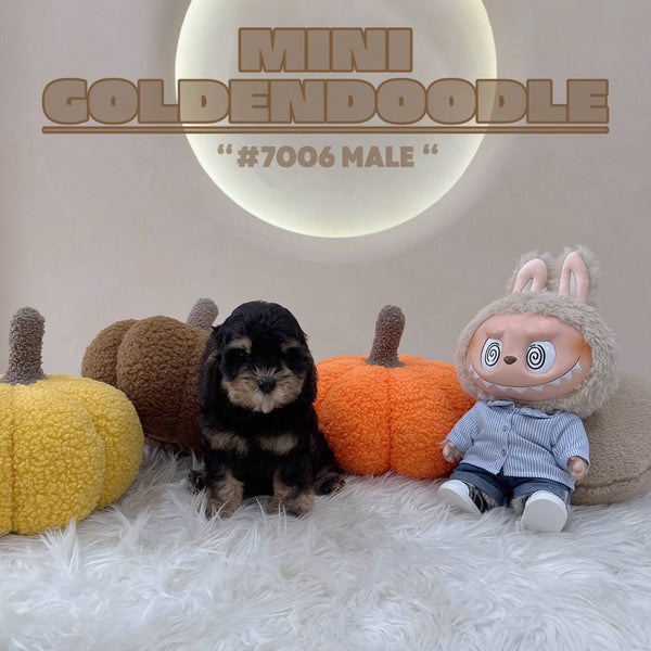 Mini Goldendoodle - 7006 (M)