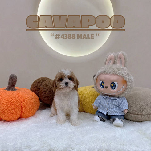 Cavapoo - 4388 (M)