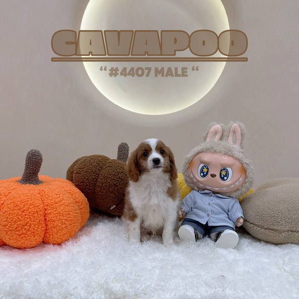 Cavapoo - 4407 (M)