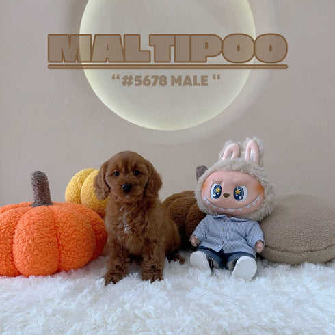 Maltipoo - 5678 (M)