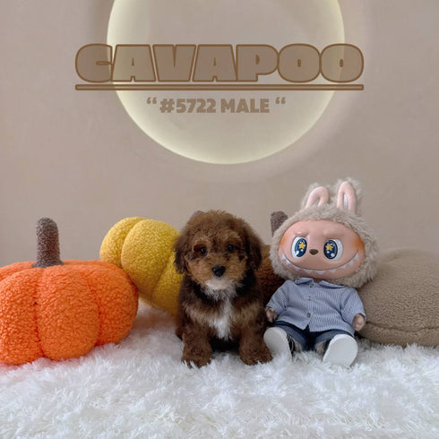 Cavapoo - 5722 (M)