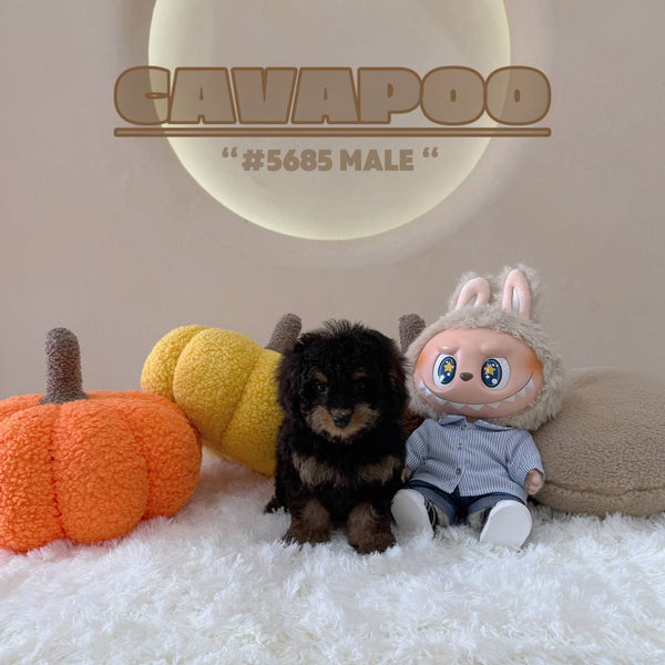 Cavapoo - 5685 (M)