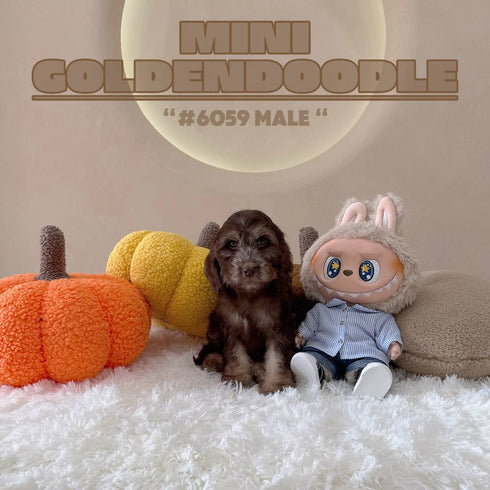 Mini Goldendoodle - 6059 (M)