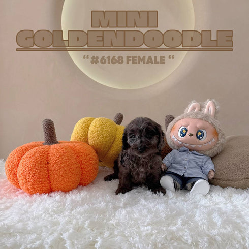 Mini Goldendoodle - 6168 (F)