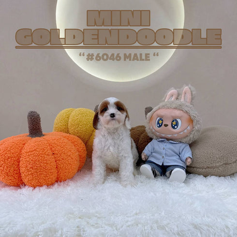 Mini Goldendoodle - 6046 (M)
