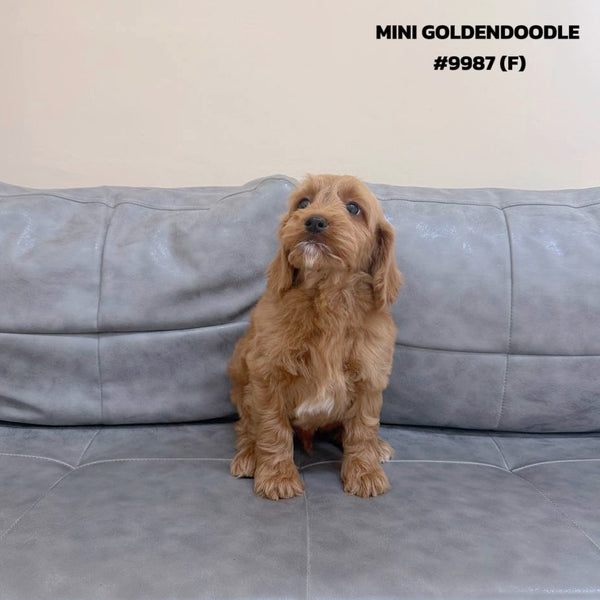 Mini Goldendoodle - 9987 (F)